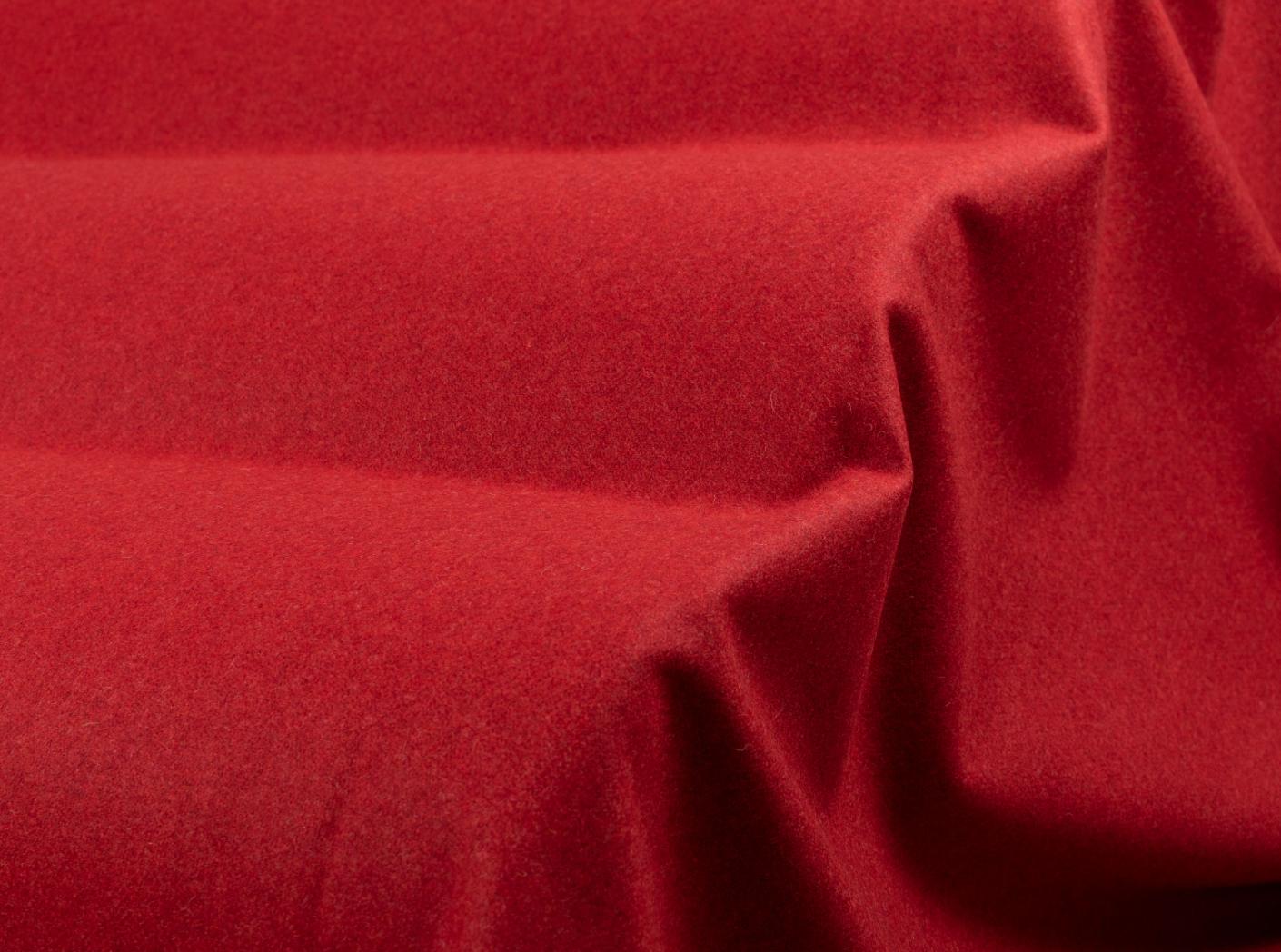 Wooly 2011 tulip Wooly 2011 tulip