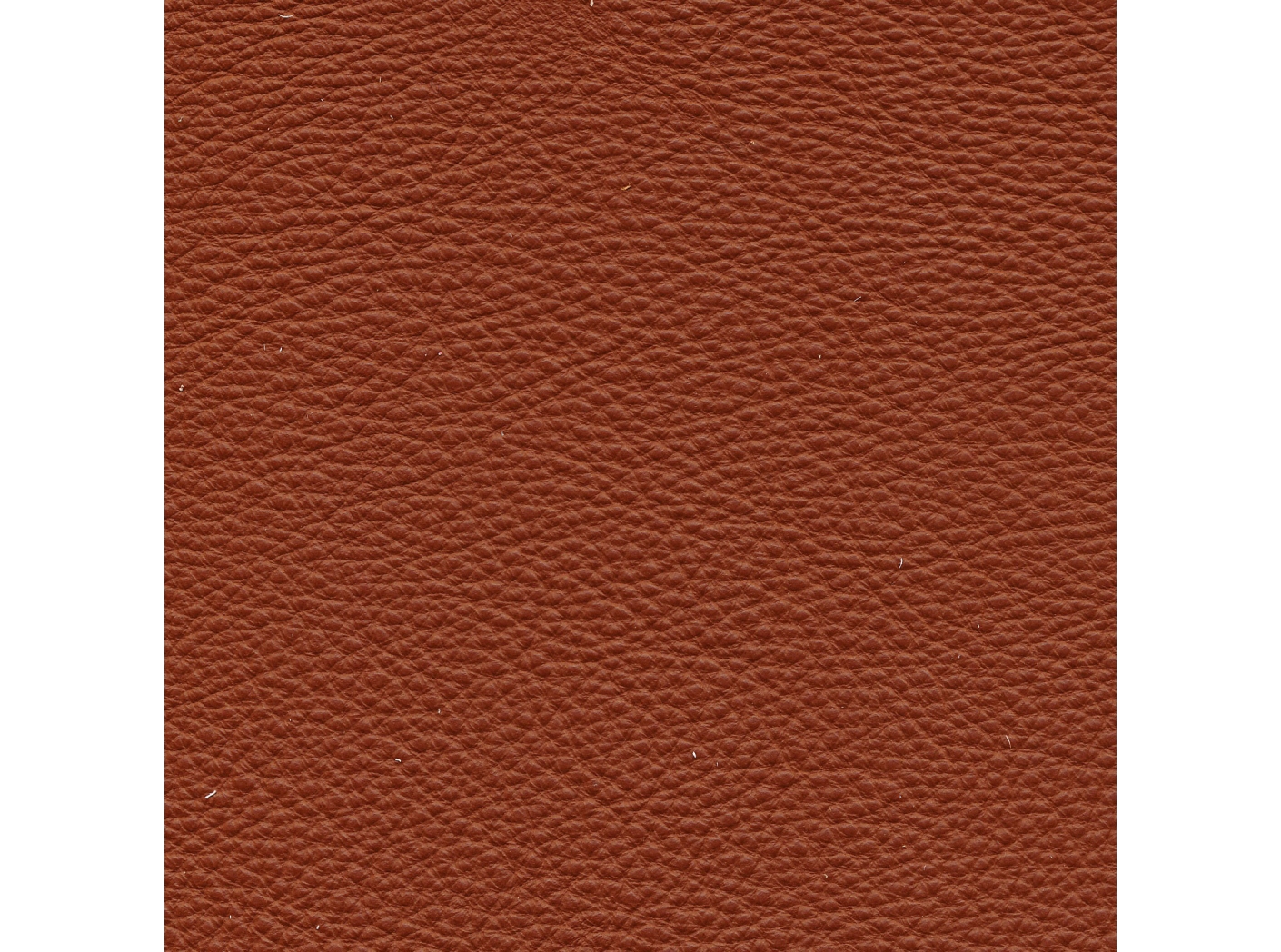 Prescott EU 289 Hazelnut Prescott EU 289 Hazelnut